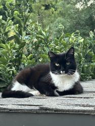 Lost Unknown Cat last seen Boulder, 5th street, Ontario, CA 91762