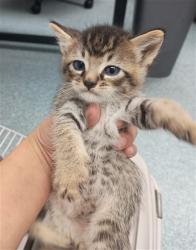 Shelter Stray Male Cat last seen , 201 S Mt Vernon Ave, Bakersfield, CA 93307, USA