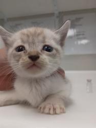 Shelter Stray Male Cat last seen , 201 S Mt Vernon Ave, Bakersfield, CA 93307, USA