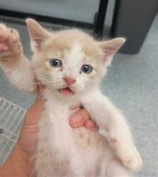 Shelter Stray Male Cat last seen , 201 S Mt Vernon Ave, Bakersfield, CA 93307, USA