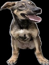 Shelter Stray Female Dog last seen , 3201 Lacy St, Los Angeles, CA 90031, USA