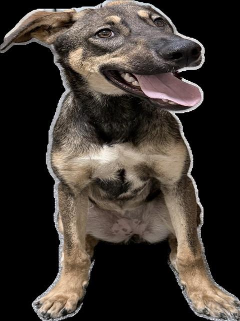 Shelter Stray Female Dog last seen , 3201 Lacy St, Los Angeles, CA 90031, USA