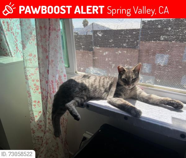 Lost Female Cat last seen Grand Ave and Jamacha road by the 7/11, Spring Valley, CA 91977