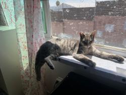 Lost Female Cat last seen Grand Ave and Jamacha road by the 7/11, Spring Valley, CA 91977