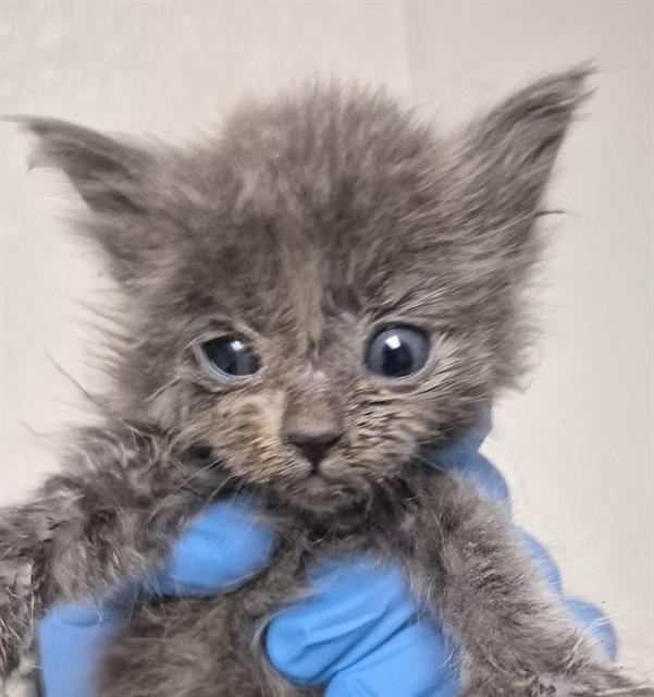 Shelter Stray Female Cat last seen Near BLOCK HILLBURN RD, BAKERSFIELD CA 93306, 3951 Fruitvale Ave, Bakersfield, CA 93308, USA
