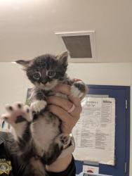 Shelter Stray Male Cat last seen Near BLOCK BEARDSLEY AVE, BAKERSFIELD CA 93308, 3951 Fruitvale Ave, Bakersfield, CA 93308, USA