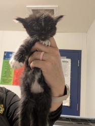 Shelter Stray Female Cat last seen Near BLOCK BEARDSLEY AVE, BAKERSFIELD CA 93308, 3951 Fruitvale Ave, Bakersfield, CA 93308, USA