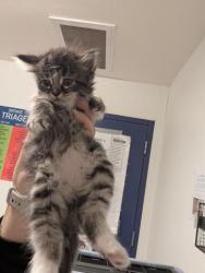 Shelter Stray Female Cat last seen Near BLOCK BEARDSLEY AVE, BAKERSFIELD CA 93308, 3951 Fruitvale Ave, Bakersfield, CA 93308, USA