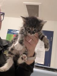 Shelter Stray Female Cat last seen Near BLOCK BEARDSLEY AVE, BAKERSFIELD CA 93308, 3951 Fruitvale Ave, Bakersfield, CA 93308, USA