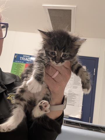 Shelter Stray Female Cat last seen Near BLOCK BEARDSLEY AVE, BAKERSFIELD CA 93308, 3951 Fruitvale Ave, Bakersfield, CA 93308, USA
