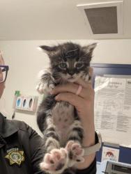 Shelter Stray Male Cat last seen Near BLOCK BEARDSLEY AVE, BAKERSFIELD CA 93308, 3951 Fruitvale Ave, Bakersfield, CA 93308, USA