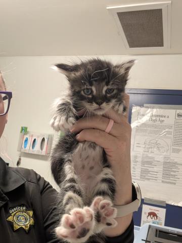 Shelter Stray Male Cat last seen Near BLOCK BEARDSLEY AVE, BAKERSFIELD CA 93308, 3951 Fruitvale Ave, Bakersfield, CA 93308, USA
