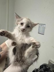 Shelter Stray Female Cat last seen Near BLOCK ELTON AVE, BAKERSFIELD CA 93306, 3951 Fruitvale Ave, Bakersfield, CA 93308, USA