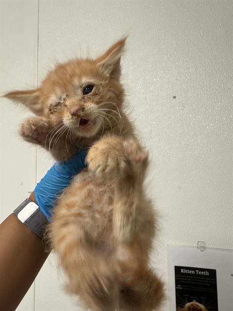 Shelter Stray Male Cat last seen Near BLOCK ELTON AVE, BAKERSFIELD CA 93306, 3951 Fruitvale Ave, Bakersfield, CA 93308, USA