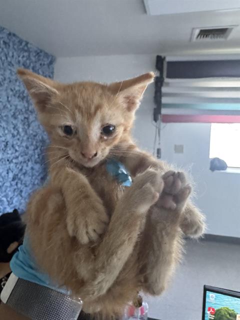 Shelter Stray Male Cat last seen Near BLOCK ELTON AVE, BAKERSFIELD CA 93306, 3951 Fruitvale Ave, Bakersfield, CA 93308, USA