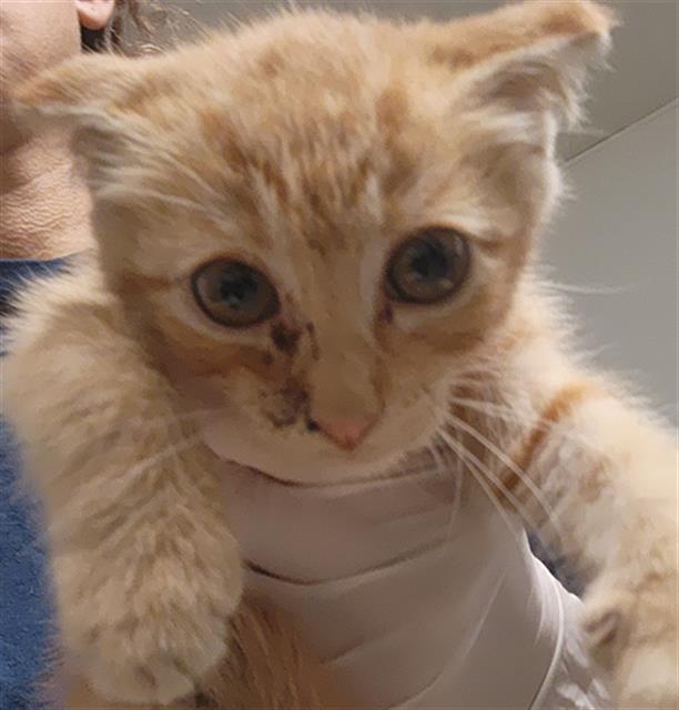 Shelter Stray Male Cat last seen Near BLOCK RIO MIRADA DR, BAKERSFIELD CA 93308, 3951 Fruitvale Ave, Bakersfield, CA 93308, USA