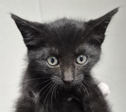 Shelter Stray Female Cat last seen Near BLOCK 155 HWY, GLENNVILLE CA 93226, 3951 Fruitvale Ave, Bakersfield, CA 93308, USA