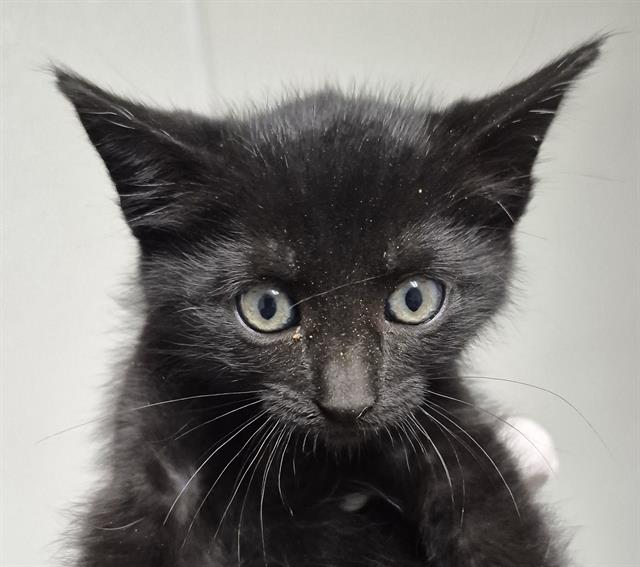 Shelter Stray Female Cat last seen Near BLOCK 155 HWY, GLENNVILLE CA 93226, 3951 Fruitvale Ave, Bakersfield, CA 93308, USA