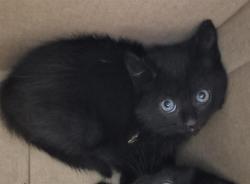 Shelter Stray Female Cat last seen Near BLOCK 155 HWY, GLENNVILLE CA 93226, 3951 Fruitvale Ave, Bakersfield, CA 93308, USA