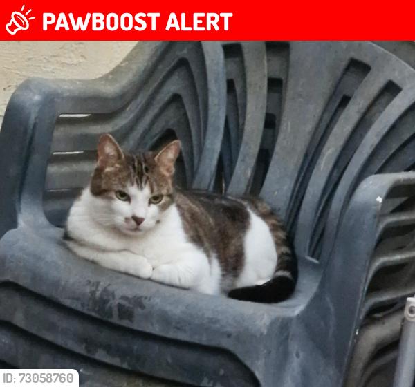Lost Female Cat last seen Hoe Street E17, Greater London, England E17 9BH