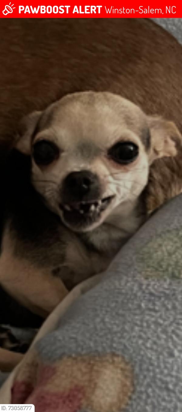 Lost Female Dog last seen Royalton and Burkewood, Winston-Salem, NC 27104