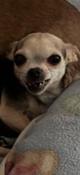 Lost Female Dog last seen Royalton and Burkewood, Winston-Salem, NC 27104