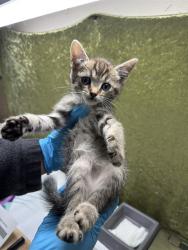 Shelter Stray Male Cat last seen Near BLOCK POOLEY DR, PERRIS CA 92570, 6851 Van Buren Boulevard, Jurupa Valley, CA 92509, USA