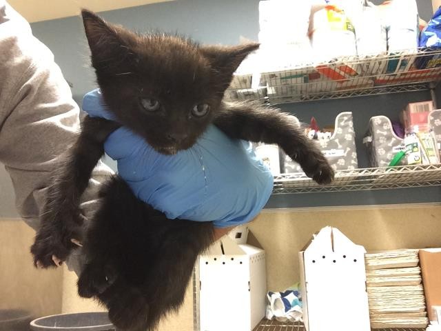 Shelter Stray Male Cat last seen BEACH ST & 60TH, RIVERSIDE, CA, 6851 Van Buren Boulevard, Jurupa Valley, CA 92509, USA