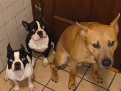 Lost Male Dog last seen Foreman high School, Middlesex County, MA 02176