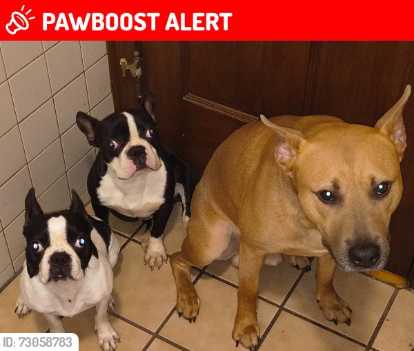 Lost Male Dog last seen Foreman high School, Middlesex County, MA 02176