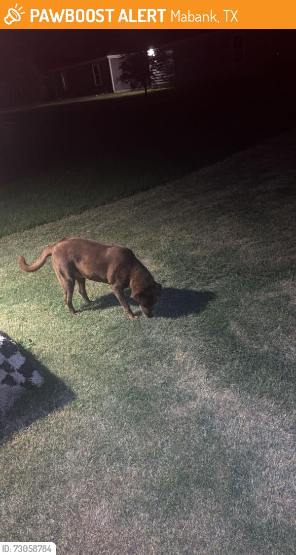 Found/Stray Female Dog last seen Shorty street , Mabank, TX 75147