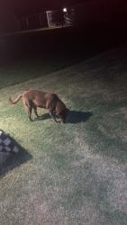 Found/Stray Female Dog last seen Shorty street , Mabank, TX 75147