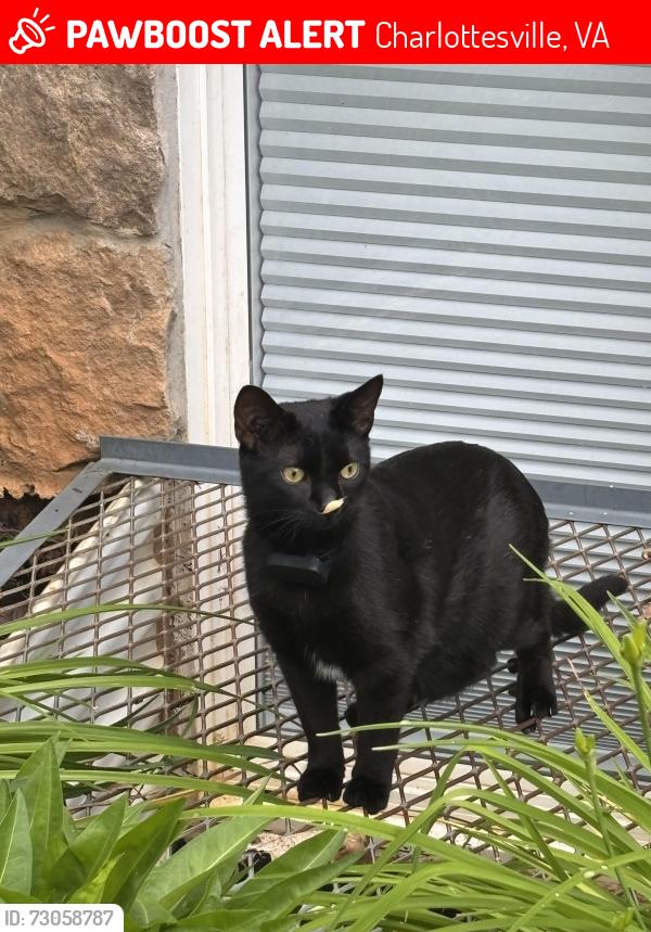 Lost Male Cat last seen Near Delila Drive, Charlottesville, VA 22901