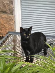Lost Male Cat last seen Near Delila Drive, Charlottesville, VA 22901