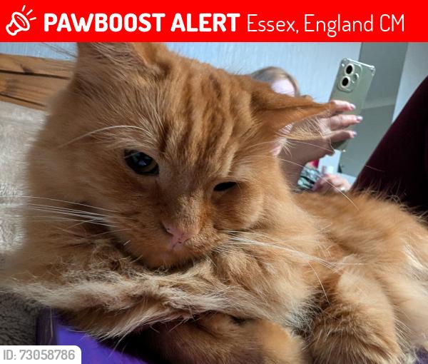Lost Male Cat last seen Milwards 37, Essex, England CM19