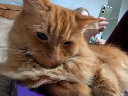 Lost Male Cat last seen Milwards 37, Essex, England CM19