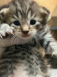 Shelter Stray Male Cat last seen Near BLOCK SUSSEX AVE, 2020 Forest St, Jacksonville, FL 32204, USA