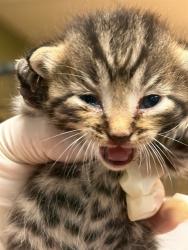 Shelter Stray Female Cat last seen Near BLOCK SUSSEX AVE, 2020 Forest St, Jacksonville, FL 32204, USA