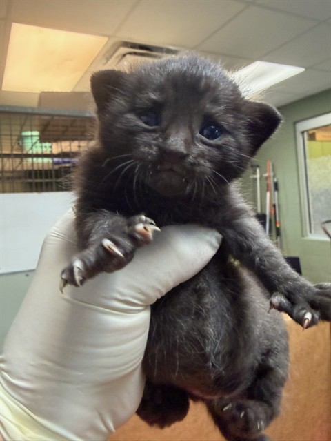Shelter Stray Male Cat last seen Near BLOCK SUSSEX AVE, 2020 Forest St, Jacksonville, FL 32204, USA