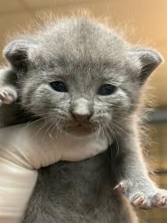 Shelter Stray Female Cat last seen Near BLOCK SUSSEX AVE, 2020 Forest St, Jacksonville, FL 32204, USA