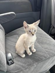 Reunited Female Cat last seen north 3rd street, Montebello, CA 90640