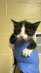 Shelter Stray Male Cat last seen MUIR WAY & BROADWAY, 2127 Front St, Sacramento, CA 95818, USA