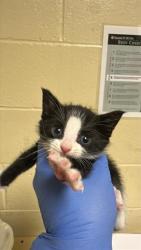 Shelter Stray Male Cat last seen MUIR WAY & BROADWAY, 2127 Front St, Sacramento, CA 95818, USA