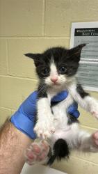 Shelter Stray Female Cat last seen MUIR WAY & BROADWAY, 2127 Front St, Sacramento, CA 95818, USA
