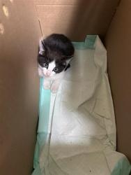 Shelter Stray Male Cat last seen FRONT ST & BROADWAY, 2127 Front St, Sacramento, CA 95818, USA