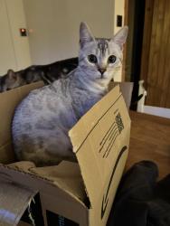 Reunited Female Cat last seen St Peter’s View , Sible Hedingham, England CO9 3PL
