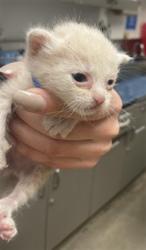 Shelter Stray Male Cat last seen , 14409 Vanowen St, Van Nuys, CA 91405, USA
