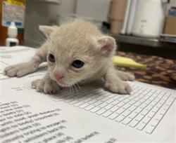 Shelter Stray Male Cat last seen , 14409 Vanowen St, Van Nuys, CA 91405, USA