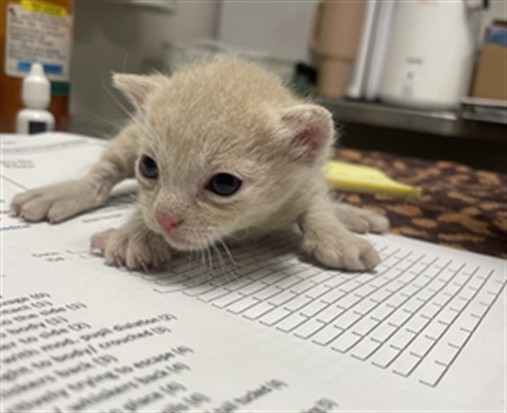 Shelter Stray Male Cat last seen , 14409 Vanowen St, Van Nuys, CA 91405, USA