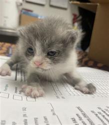 Shelter Stray Female Cat last seen , 14409 Vanowen St, Van Nuys, CA 91405, USA